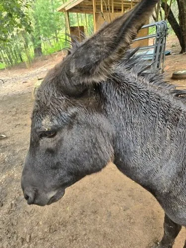 Donkeys