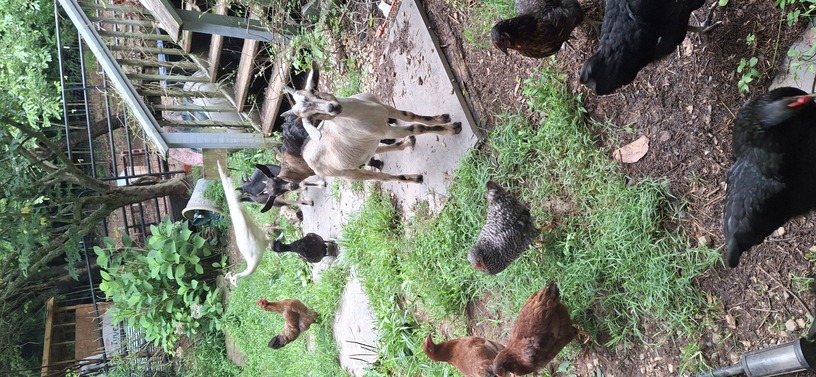 The animals all hanging out