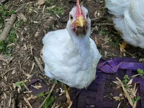 Bantam Chickens