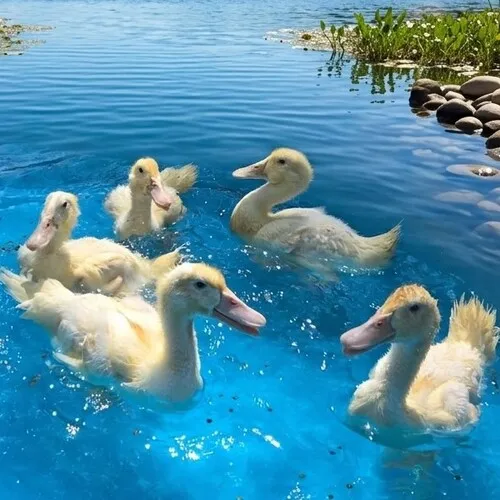 Indian Runner Ducks