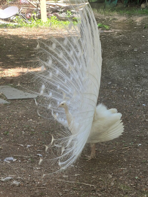 Peacock strutting her stuff