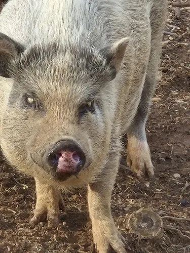 Pigs