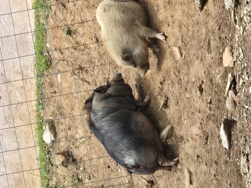 Pigs talking