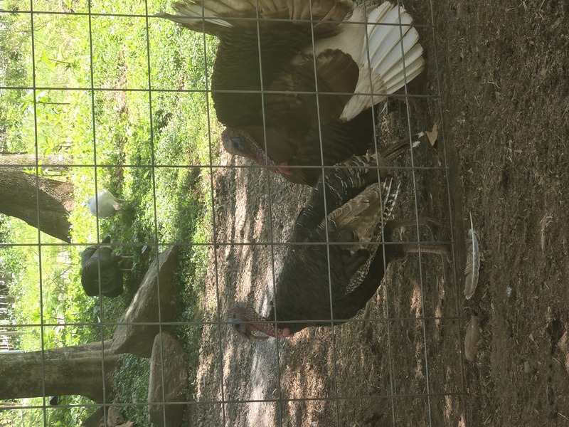 Turkeys