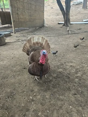 Smithy, a Turkeys at the Bat Cave Road Farm petting zoo in Old Fort, NC