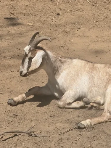 Bambi, a Goats at the Bat Cave Road Farm petting zoo in Old Fort, NC