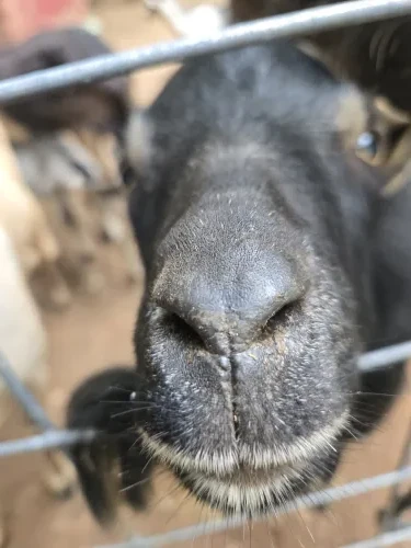 Honey Bear, a Goats at the Bat Cave Road Farm petting zoo in Old Fort, NC