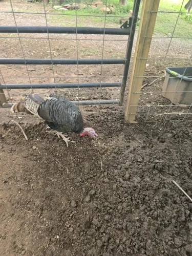 Columbo, a Turkeys at the Bat Cave Road Farm petting zoo in Old Fort, NC
