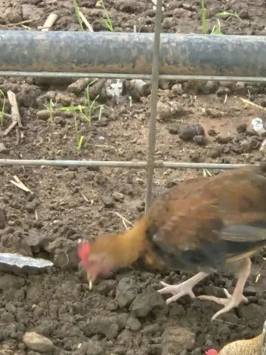 Foghorn, a Bantam Chickens at the Bat Cave Road Farm petting zoo in Old Fort, NC
