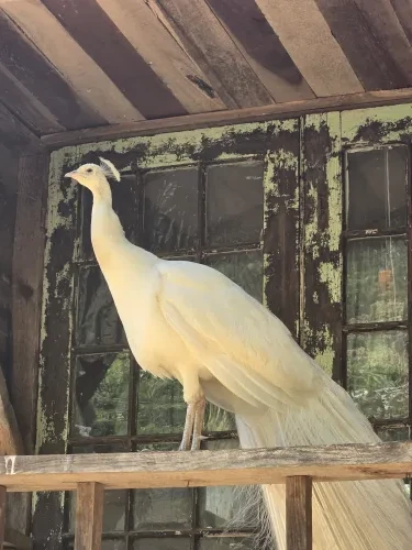 John, a White Peafowl at the Bat Cave Road Farm petting zoo in Old Fort, NC