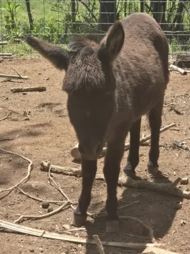 Leroy, a Donkeys at the Bat Cave Road Farm petting zoo in Old Fort, NC