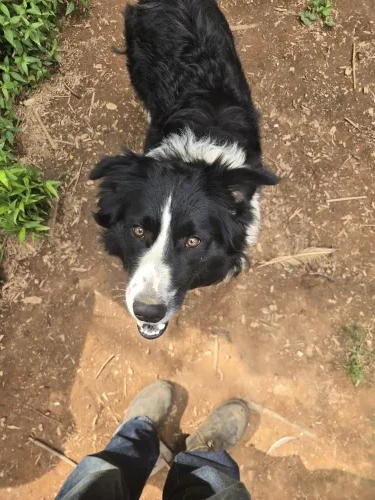 Miniature Australian Shephard
