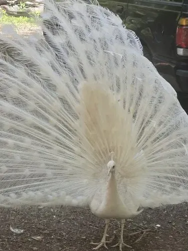Newton, a White Peafowl at the Bat Cave Road Farm petting zoo in Old Fort, NC