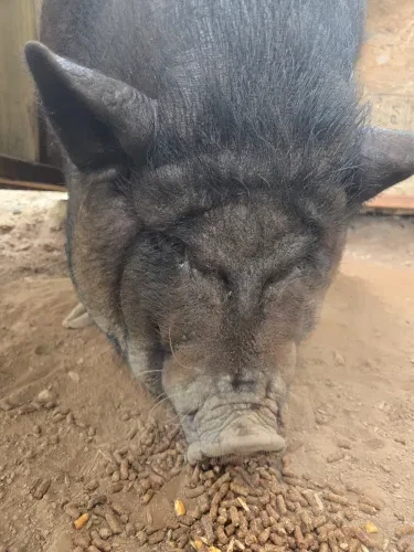 Penelope, a Pigs at the Bat Cave Road Farm petting zoo in Old Fort, NC