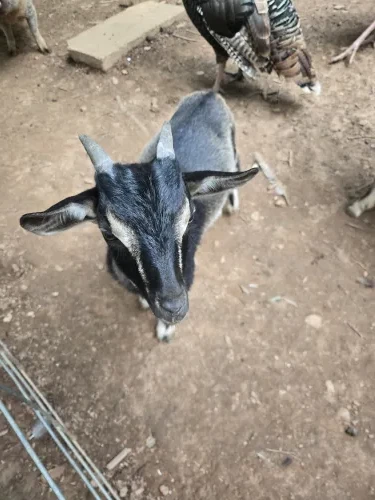 Pepper, a Goats at the Bat Cave Road Farm petting zoo in Old Fort, NC