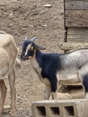 Rudy, a Goats at the Bat Cave Road Farm petting zoo in Old Fort, NC