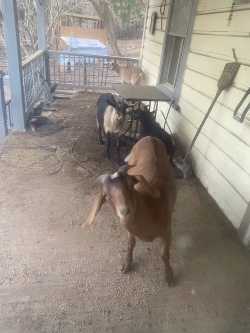 Scarlett, a Goats at the Bat Cave Road Farm petting zoo in Old Fort, NC