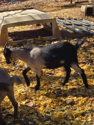 Thunder, a Goats at the Bat Cave Road Farm petting zoo in Old Fort, NC